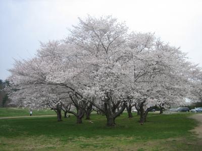 オハイオ州アッセンのお花見（２回目）