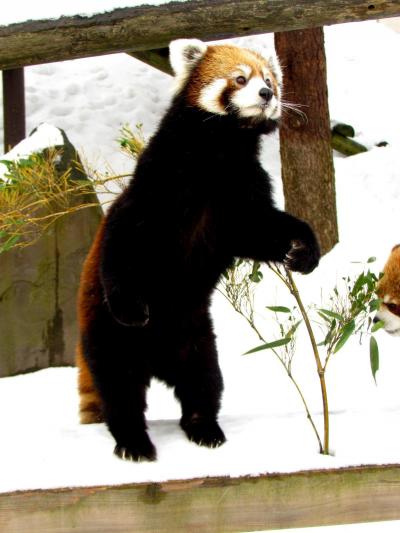 雪のレッサーパンダ紀行【１】　秋田市大森山動物園　”雪の動物園”開園！！冬の主役はレッサーパンダ！？