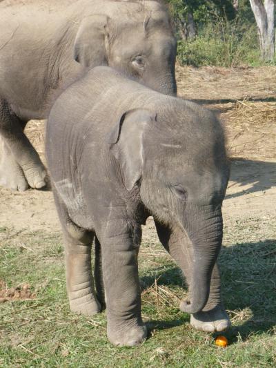 ジャングルを楽しもう♪　　冬の旅①　～チトワン編～