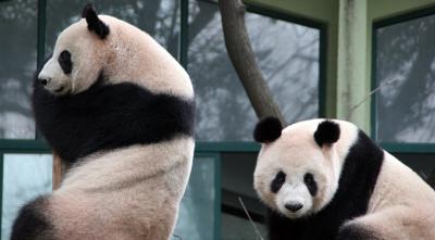 上海野生動物園と上海動物園のパンダ達（安安・平平など）