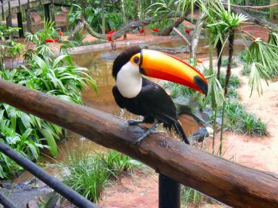 二度目の南米旅行はイグアスの滝観光・バードパーク編