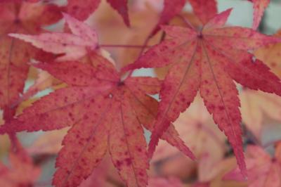 俺はやっぱり日本人だなぁの旅21　　2011晩秋～紅葉狩りに東北へ出かけました～