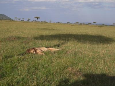 ケニアで野生動物を見てきました！