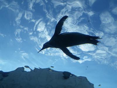 道央の旅!!<富良野~旭川~札幌~積丹>