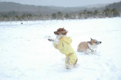犬連れ雪遊び＆のんびり温泉＊レジーナの森・年越しキャンプ（1）