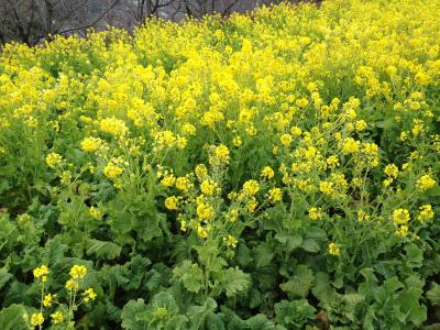 吾妻山公園の菜の花