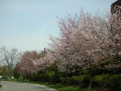 ５月の札幌中島公園