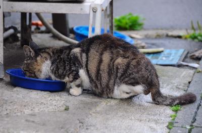 秋雨を縫ってみちのくへ【２】～横手城跡と雨に煙る北上線の旅～