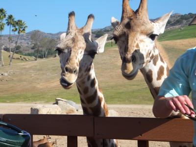 San Diego Safari Park