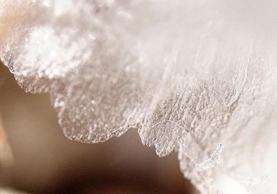 Japan　昭和記念公園　2012　雪の女王の贈り物　シモバシラ（雪寄草）　～ミツバチばあやの冒険～