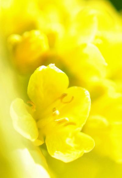 Japan　昭和記念公園　マダムGとみつけた光の春ヽ(^o^)丿　～ミツバチばあやの冒険～