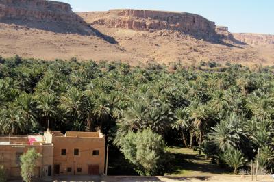 2012正月、モロッコ王国旅行記(22/49)：1月9日(2)：エルフードからフェズへ、アトラス山脈、ナツメヤシ