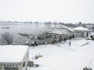 冬の新潟・五頭温泉②　瓢湖の水鳥と酒と寿司