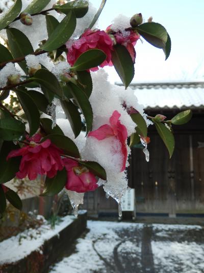 雪が積もったぁ～！！ので、うれしくて近所を散歩！