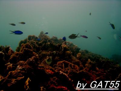 裏切りのカリブ海～パナマでDIVE！～