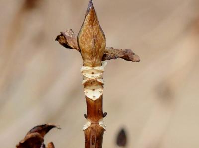 神戸市立森林植物園で冬芽ウォッチング