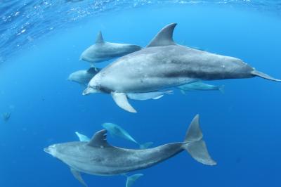やっぱり凄い!小笠原の海! − 4日目 南島&ドルフィンスイムも!!!