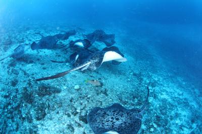 やっぱり凄い!小笠原の海! − 5日目 出航日も最後まで潜っちゃおー! & 6日目