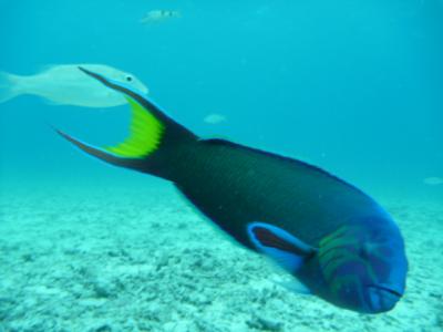 沖縄旅行②　ダイビング