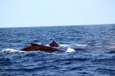 クジラ＆今年初のダイビング（渡嘉敷島）