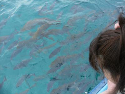 ２６日ぶり 冬のオキナワ第２章　かりゆしビーチで魚の餌係になる