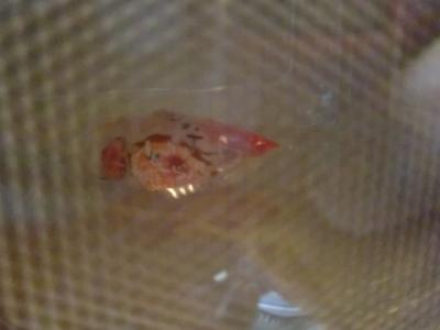 ♪♪御菓子御殿の紅芋かるかん 美味しい食べ方