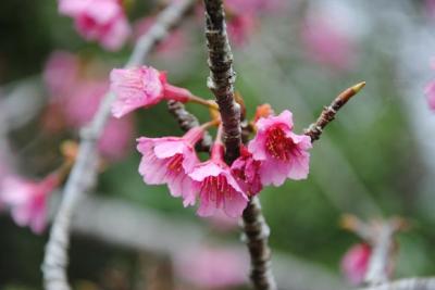 ひと足早く、沖縄で桜を～♪