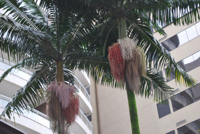 冷夏のブラジル・サンパウロ