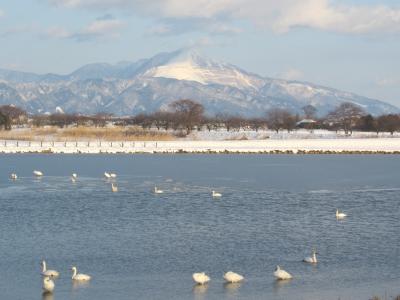 子どもと一緒に楽しむ、湖北でのSL北びわこ号・コハクチョウ・一面の銀世界