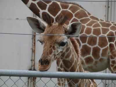 動物園の赤ちゃんに会いに！秋吉台サファリランド