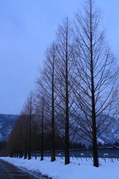 滋賀　沙沙貴神社の蝋梅とメタセコイア並木