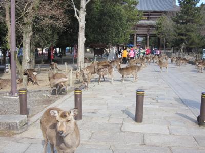 奈良公園周辺ぐるっと半日一回り