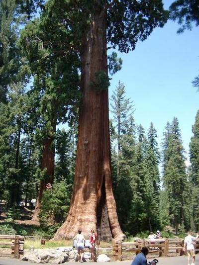 Sequoia & Kings Canyon National Parks (2002年夏の旅行記)