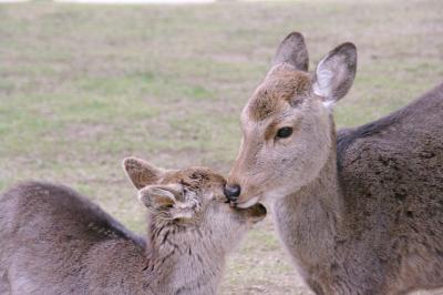 今、三度の奈良へ～出張ついでに戒壇堂の四天王をちょこっと見学