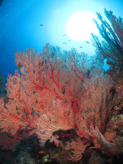 2011年2回目の阿嘉島 - 今回は一人旅。梅雨明けてます！ - 