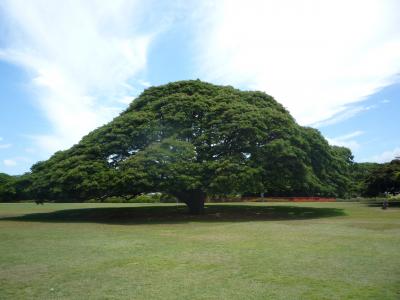 夏休みハワイ