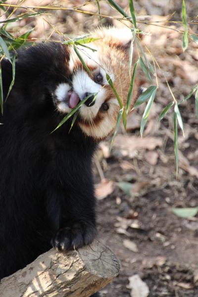 一眼レフを持って多摩動物公園にチャレンジ！───（3）やっぱりレッサーパンダが一番可愛い！