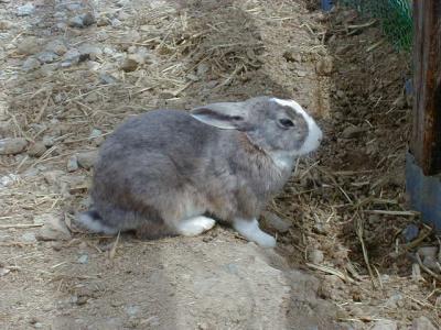 山之村牧場の動物たち