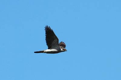 2012年冬葛西臨海公園の鳥