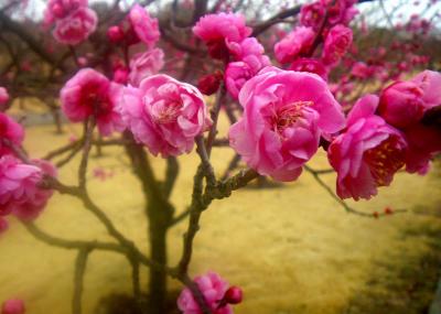 圧倒的な品種数を誇る小さな梅園（フラワーガーデン）