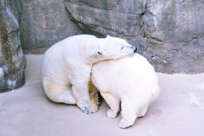 日本平動物園(2012.1)