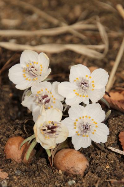 早春の花を待ち焦がれて昭和記念公園へ＆マクロレンズ修行開始（後編）今年は遅いウメとかコロコロ咲いていたセツブンソウなど