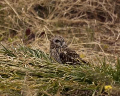 2月の鳥撮り