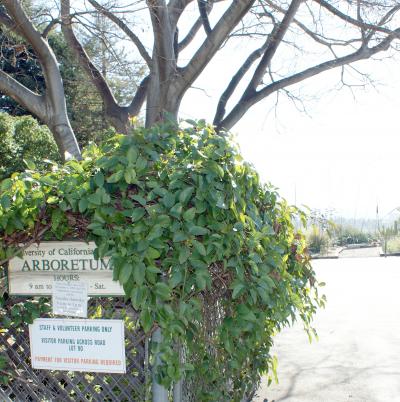 UC Irvine Arboretum   カリフォルニア大学アーバイン校の樹木園