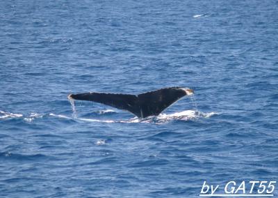 沖縄の離島に行こう～座間味村の島々編～