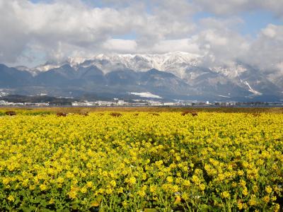 京滋早春花めぐり①　雪山を背に満開の菜の花