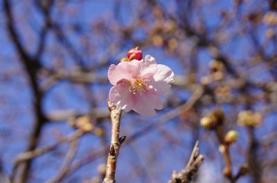 ２０１２年河津桜を求めて