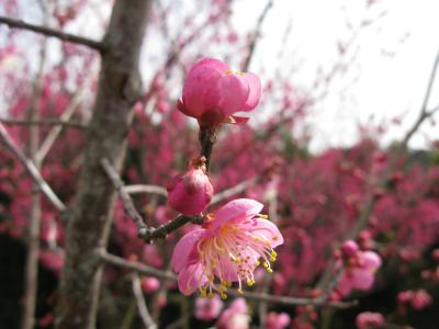 南部梅林　梅だより　白浜の三段壁と千畳敷へ