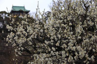 【2012春】 開花がかなり遅れています　「大阪城・梅林」　