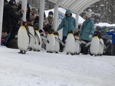 動物園の赤ちゃんに会いに!旭山動物園